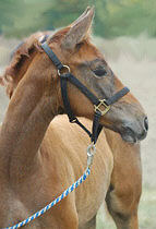 Filly by Freudenfest - Fabian