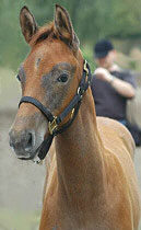 Filly by Freudenfest - Fabian