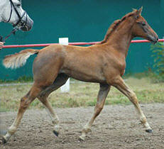 Filly by Freudenfest - Fabian