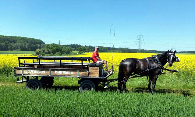 Apollo und Schwalbenprinz v. Kostolany u.d. Pr.St. Schwalbenfeder v. Summertime - angespannt von Fritz Gutmann - 
Trakehner Gestt Hmelschenburg