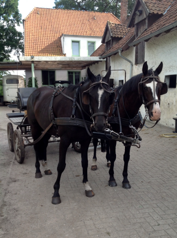 Apollo und Schwalbenprinz v. Kostolany u.d. Pr.St. Schwalbenfeder v. Summertime - angespannt von Heinrich Freiherr von Senden - Trakehner Gestt Hmelschenburg