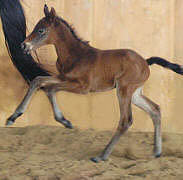 4 Tage altes Trakehner Hengstfohlen von Summertime u.d. Fledermaus v. Rockefeller