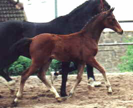 Filly by Freudenfest