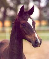 Filly by Alter Fritz - Kostolany