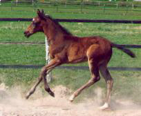 Filly by Summertime