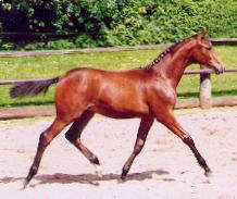 Filly by Summertime - Matador, Breeder: Hermann Bredemeyer, Petershagen