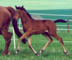 Colt by Summertime - Turnus; Breeder: Hans Elsweiler, Eschershausen