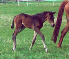 Filly by Summertime - Turnus