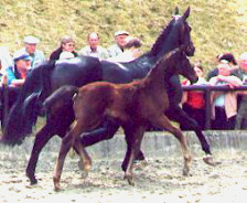 Colt by Summertime - Kostolany, Breeder: Walter v. Weyhe, Fischbeck