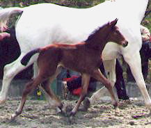 Filly by Summertime out of Thirza by Karon