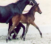 Filly by Summertime out of Hepburn by Kostolany