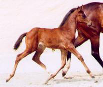 Colt by Summertime - Sir Shostakovich xx, Breeder: Christoph Hoerdemann, Neuss