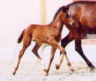 Colt by Summertime out of Schwalbenfreude v. Sir Shostakovich xx