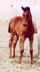 Filly by Summertime out of Thirza by Karon