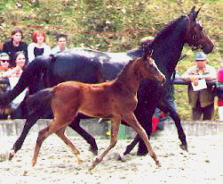 Filly by Summertime out of Schwalbenspiel by Exclusiv