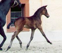 Stutfohlen v. Summertime out of Hepburn by Kostolany, Breeder: Rolf Markmann, Grebenstein