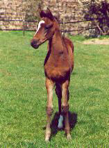 Filly by Summertime