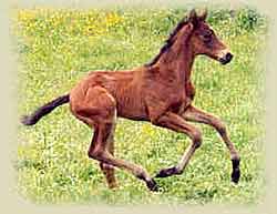 Trakehner Hengst Stradivari mit neun Tagen