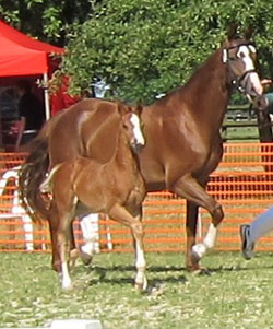 Trakehner Stutfohlen von Freudenfest u.d. Lillyfee