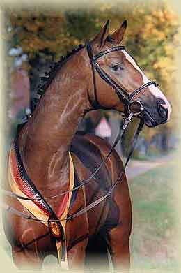 Trakehner Siegerhengst Freudenfest Eingang zu unseren Seiten