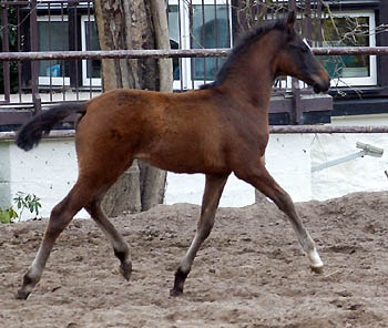 Oldenburger colt by Freudenfest - Kostolany- Sandro