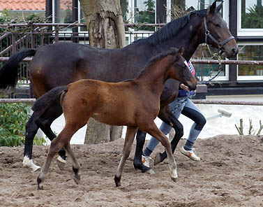 Oldenburger colt by Freudenfest - Kostolany- Sandro