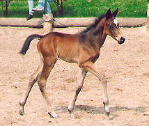 Colt by Summertime out of Premium-Mare Pour moi by Trocadero