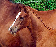 Filly by Freudenfest out of Kassuben by Enrico Caruso