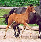 Filly by Freudenfest out of State-Premium-Mare Schwalbenspiel by Exclusiv