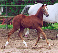 Filly by Freudenfest out of Feine Dame by Rockefeller