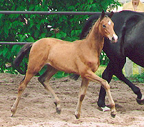 Schwalbenfee by Freudenfest u.d. Pr.St. Schwalbenspiel - anllich der Fohlenschau am 31.5.2003
