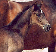 Filly by Kostolany out of Hekate by Exclusiv