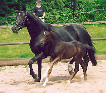 Stutfohlen von Kostolany u.d. Ravenna v. Guy Laroche