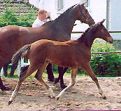 Filly by Alter Fritz - Red Patrick xx