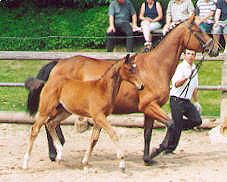 Filly by Kostolany - Tycoon - Don