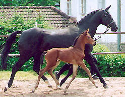 Stutfohlen von Exclusiv u.d. Pr.St. Violetta v. Kostolany