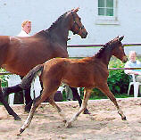 Filly by Alter Fritz out of St.Pr.St. Guendalina by Red Patrick xx