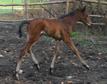 Trakehner Stutfohlen von Summertime 