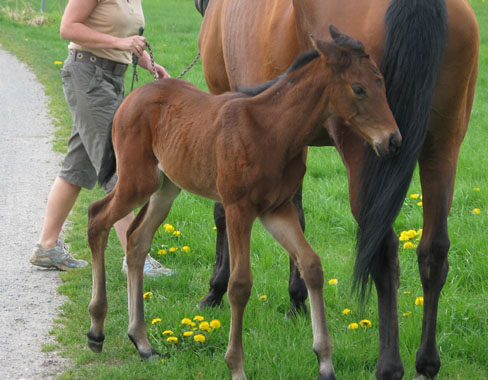 Trakehner Stutfohlen von Summertime 