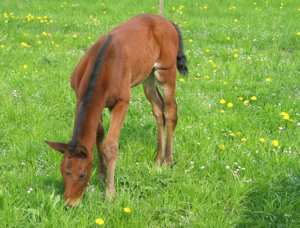 Trakehner Stutfohlen von Summertime 