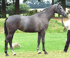 Premium-Mare Funny Hill by Summertime - Trocadero