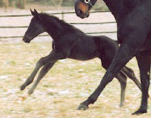 7 days old colt by Alter Fritz out of Vicenza by Showmaster