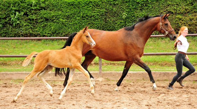 Trakehner Fuchs Hengst v. Zauberdeyk x Saint Cyr - Trakehner Gestüt Hämelschenburg - Foto: Beate Langels