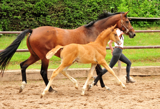 Trakehner Fuchs Hengst v. Zauberdeyk x Saint Cyr - Trakehner Gestüt Hämelschenburg - Foto: Beate Langels