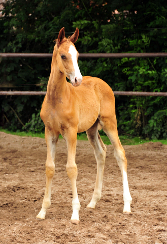 Trakehner Fuchs Hengst v. Zauberdeyk x Saint Cyr - Trakehner Gestt Hmelschenburg - Foto: Beate Langels