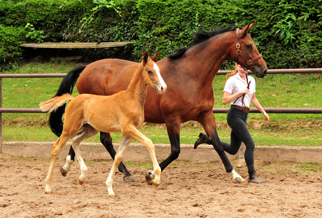 Trakehner Fuchs Hengst v. Zauberdeyk x Saint Cyr - Trakehner Gestüt Hämelschenburg - Foto: Beate Langels