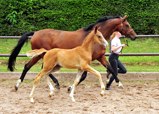 Trakehner Fuchs Hengst v. Zauberdeyk x Saint Cyr - Trakehner Gestt Hmelschenburg - Foto: Beate Langels