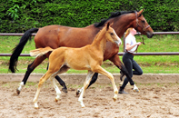 Impressionen vom Juli 2020 - Trakehner Gestt Hmelschenburg 2020 - Foto: Beate Langels