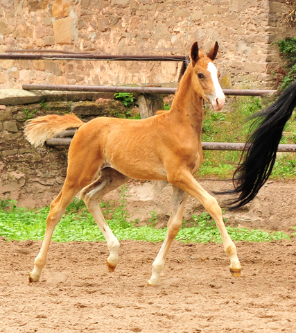 Trakehner Fuchs Hengst v. Zauberdeyk x Saint Cyr - Trakehner Gestüt Hämelschenburg - Foto: Beate Langels