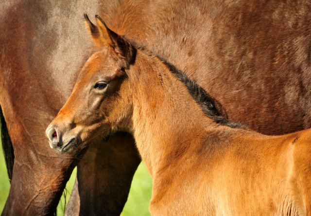 Stutfohlen von Interconti u.d. Prämienstute Gardemaß von Shavalou - Kostolany - Foto: Beate Langels - Gestüt Schäplitz